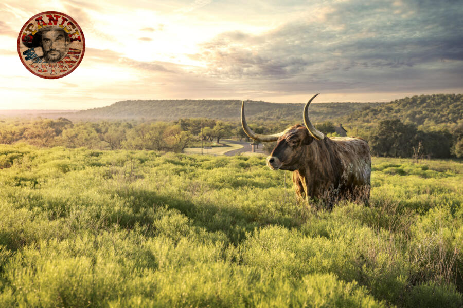 Ganado longhorn al amanecer en Fort Griffin State Historic Site